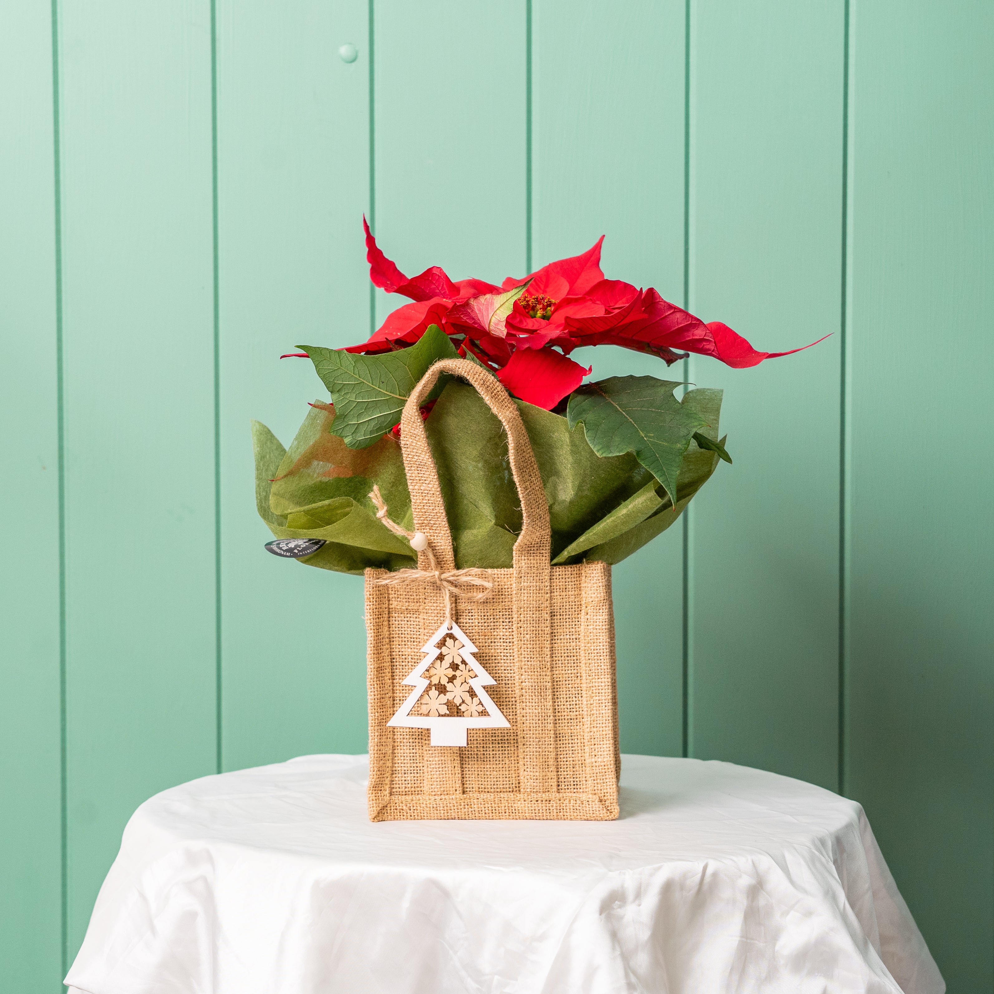 Poinsettia Plant